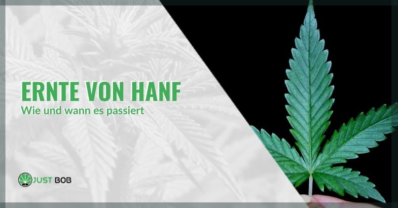 Hanfernte: Wie und wann ernten?