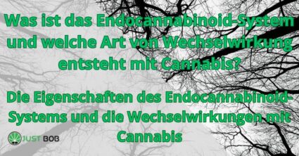 des endocannabinoid system