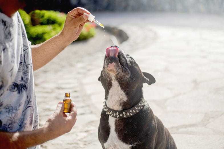 Wie Sie CBD-Öl für Ihren Hund dosieren