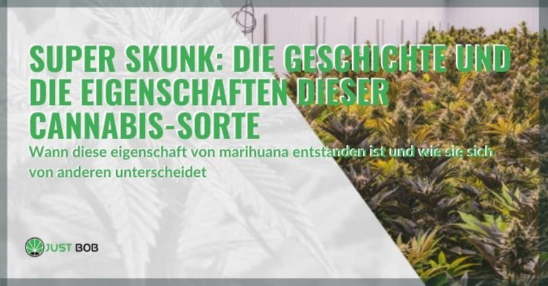 Super Skunk: die Geschichte und die Eigenschaften